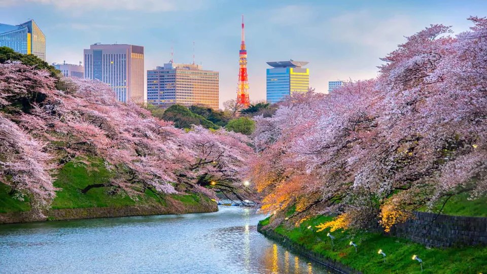 A Dream Come True: Our Cherry Blossom Adventure in&nbsp;Japan